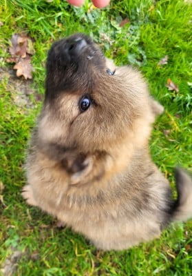 Les chiots de Eurasier