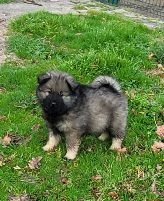 Les chiots de Eurasier