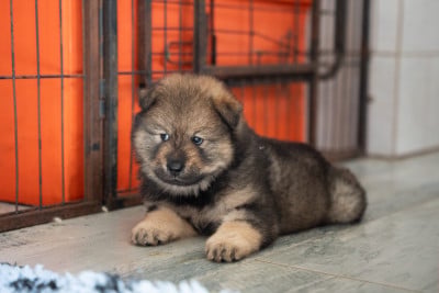 Chiot N°4 - Eurasier