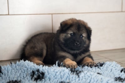 Eurasier