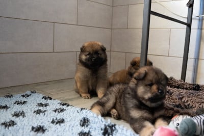 Chiot N°2 - Eurasier