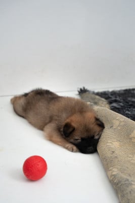 Chiot N°5 - Eurasier