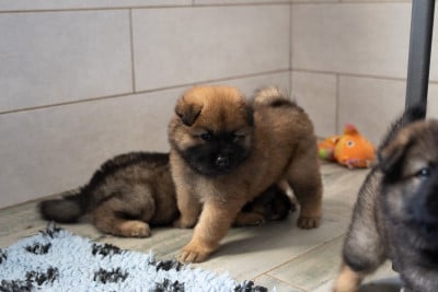 Chiot N°3 - Eurasier