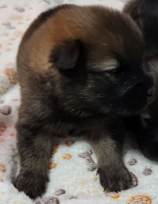 Les chiots de Eurasier