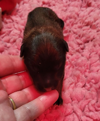 Les chiots de Eurasier