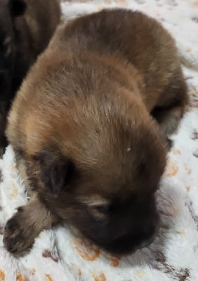 Les chiots de Eurasier
