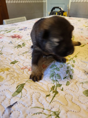 Les chiots de Eurasier