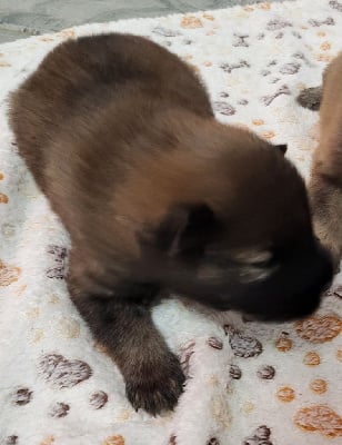 Les chiots de Eurasier