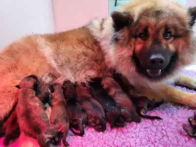 Les chiots de Eurasier