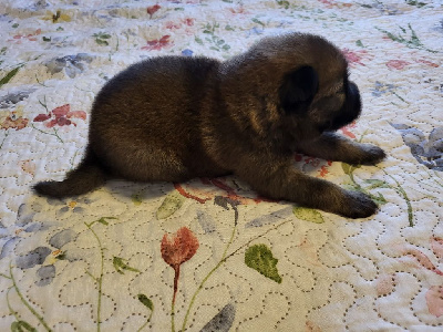 Les chiots de Eurasier