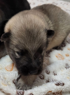 Les chiots de Eurasier