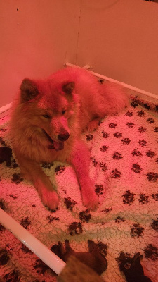 Les chiots de Eurasier