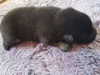 Les chiots de Eurasier