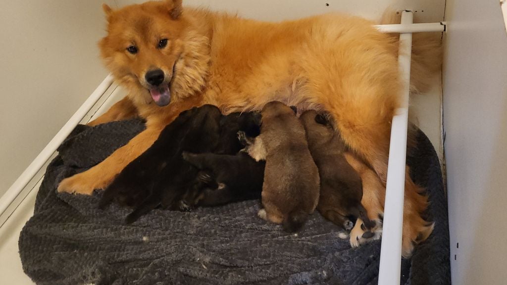 Eurasier - Du Domaine D'euresia