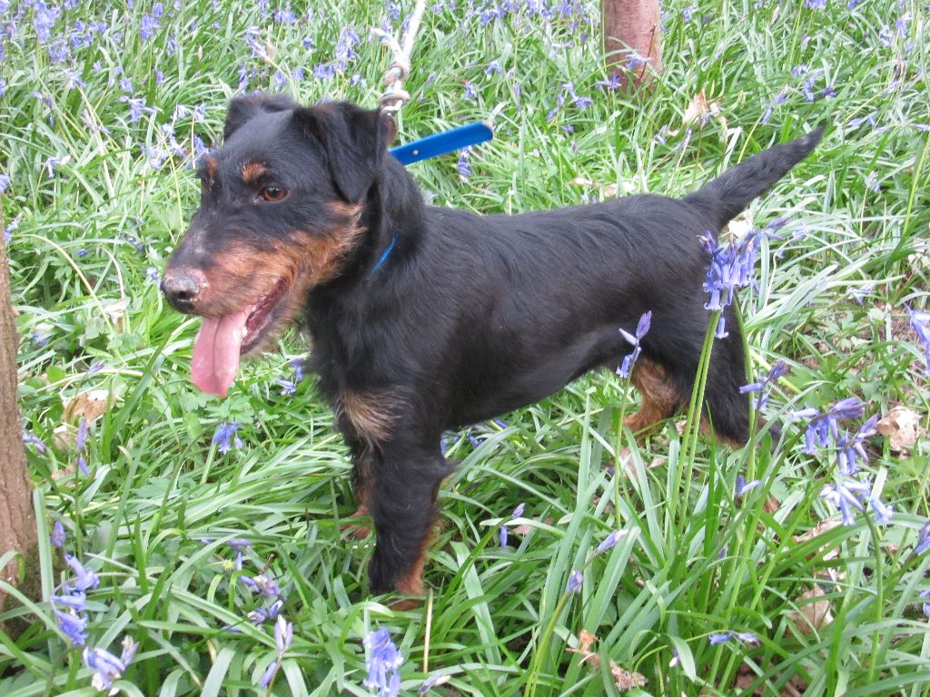 Publication : Des Vergers Lecqueraye