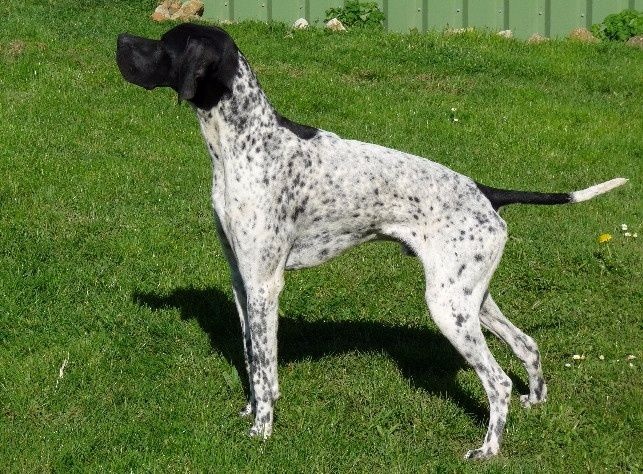 CH. Horion des lys du gaucho - 1er Excellent et Meilleur jeune Pointer