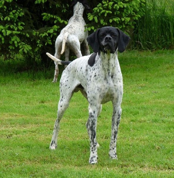 CH. Horion des lys du gaucho - 1er du Groupe 7