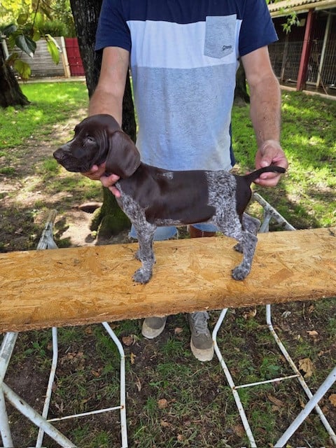 Chiot N°3 - Braque allemand à poil court