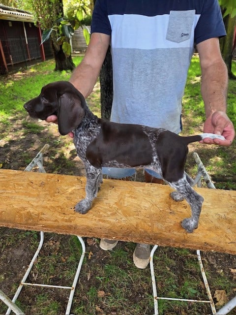 Chiot N°4 - Braque allemand à poil court