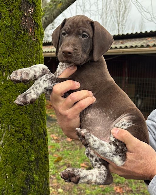 CHIOT 2 - Braque allemand à poil court