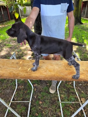 Chiot N°2 - Braque allemand à poil court