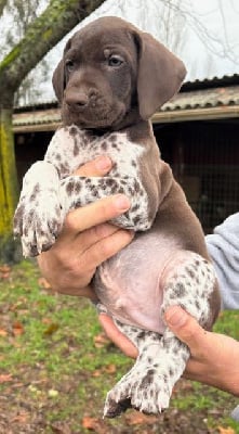 Les chiots de Braque allemand à poil court