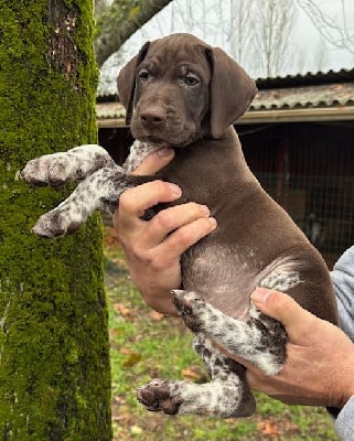 Les chiots de Braque allemand à poil court