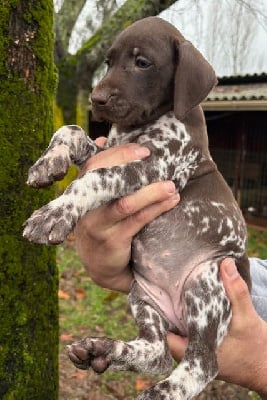 Les chiots de Braque allemand à poil court