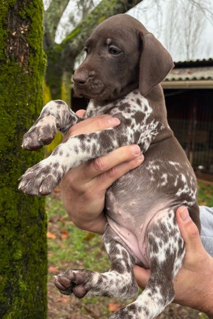 CHIOT 5 - Braque allemand à poil court