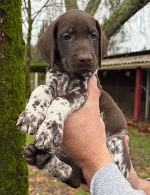 CHIOT 4 - Braque allemand à poil court