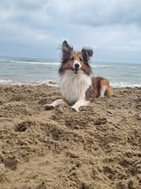 VaÏna du Fief Des Petits Crunchis