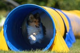 Voltali blonde du Fief Des Petits Crunchis