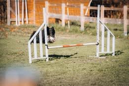 Vvillow dark moon du Fief Des Petits Crunchis