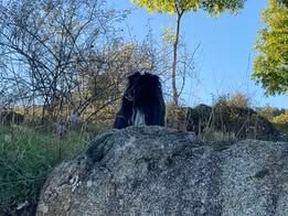 Vvillow dark moon du Fief Des Petits Crunchis