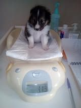 Pepsi du Fief Des Petits Crunchis