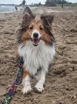 VaÏna du Fief Des Petits Crunchis