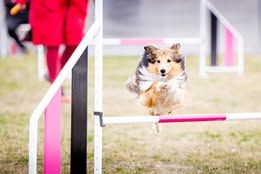 Sirius black du Fief Des Petits Crunchis