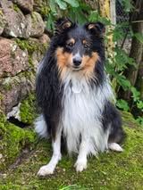 Un deux trois soleil du Fief Des Petits Crunchis