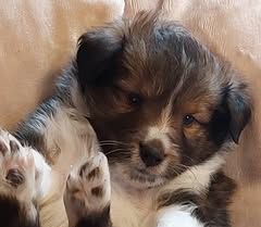 Abracadabra magia du Fief Des Petits Crunchis