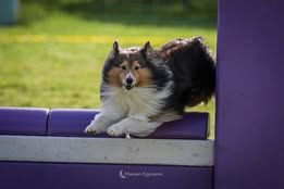 Pepsi du Fief Des Petits Crunchis