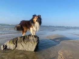 Pepsi du Fief Des Petits Crunchis