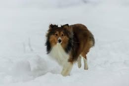 Pepsi du Fief Des Petits Crunchis