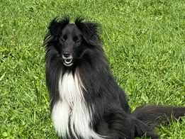 Vvillow dark moon du Fief Des Petits Crunchis