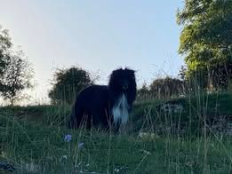 Vvillow dark moon du Fief Des Petits Crunchis