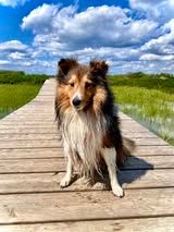 Pepsi du Fief Des Petits Crunchis