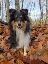 Un deux trois soleil du Fief Des Petits Crunchis