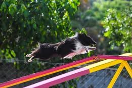 Super eager du Fief Des Petits Crunchis