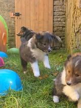 Abracadabra magia du Fief Des Petits Crunchis