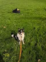 Abby du Fief Des Petits Crunchis