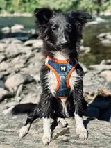 Aerly black panther du Fief Des Petits Crunchis